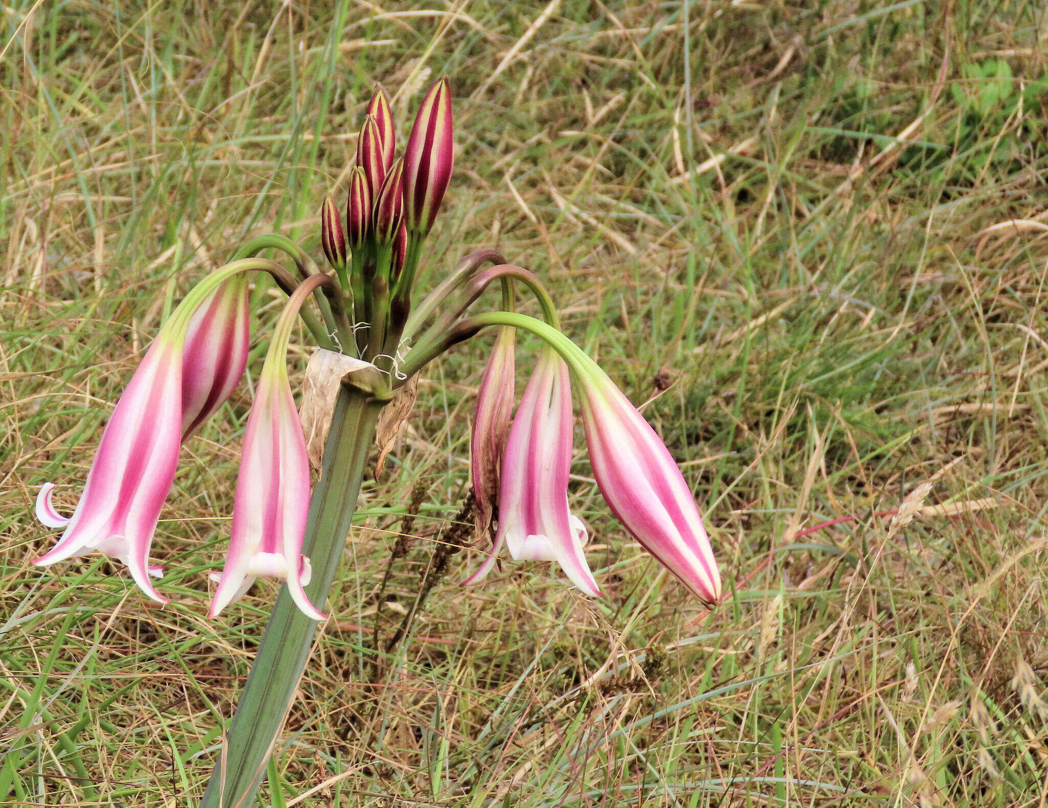 Image of Crinum lineare L. fil.