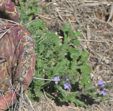 Image de Verbena plicata Greene