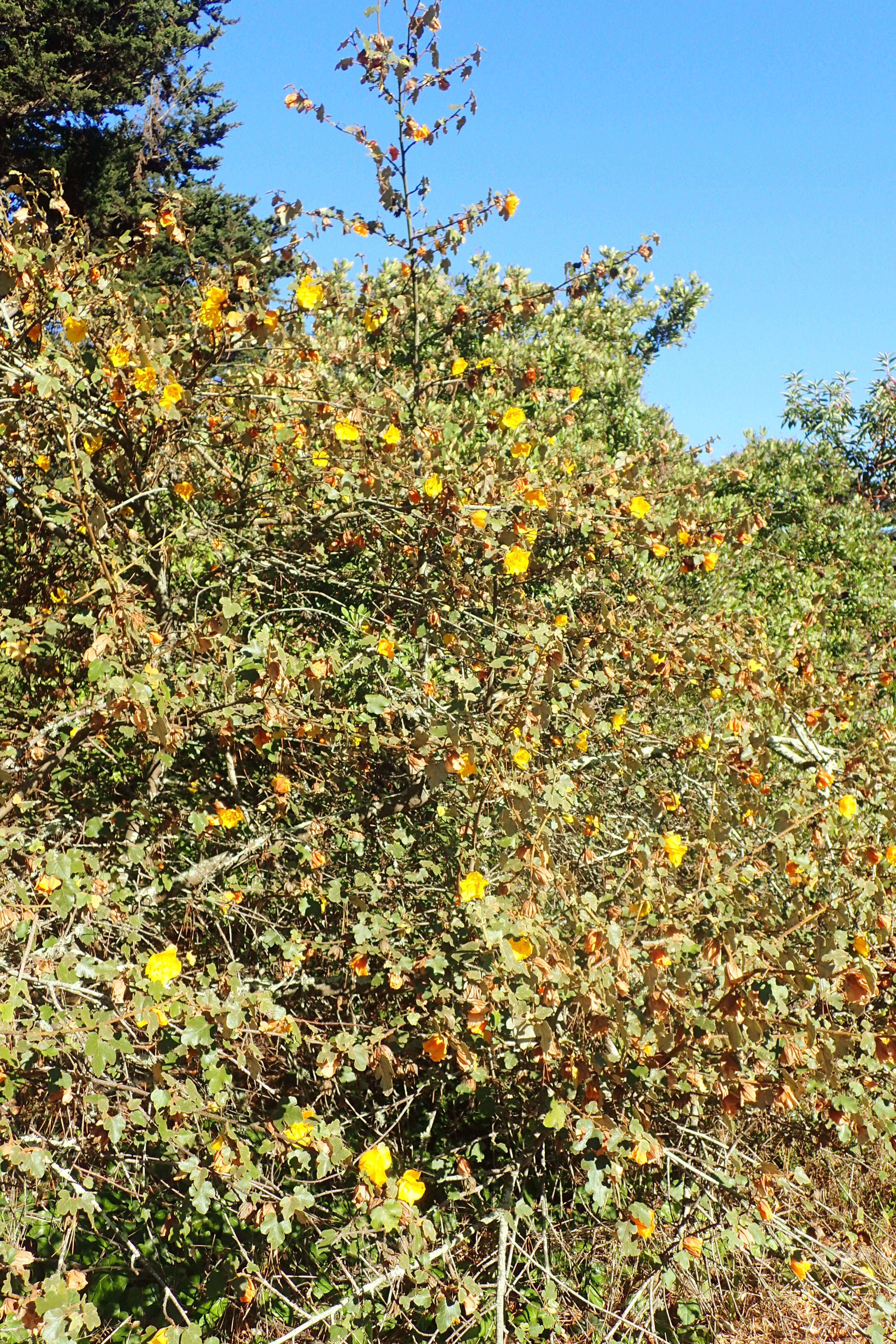 Image of California flannelbush