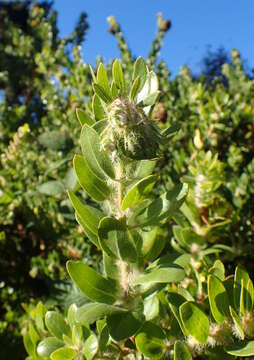 Image of whitehair manzanita