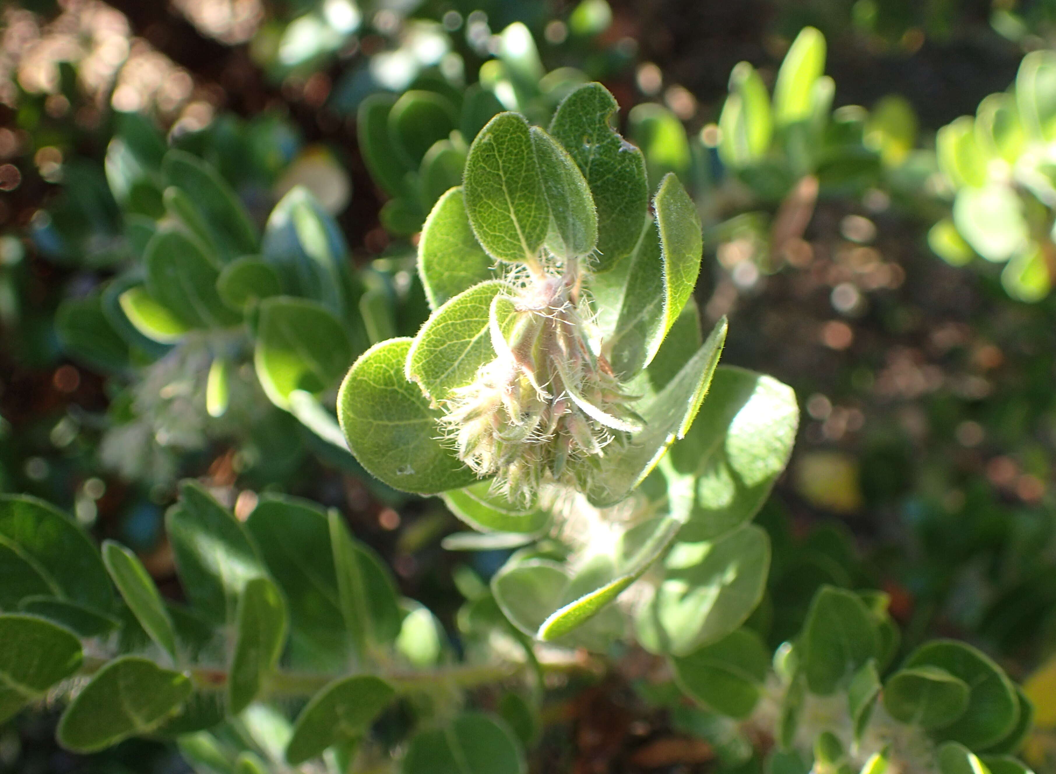 Image of whitehair manzanita