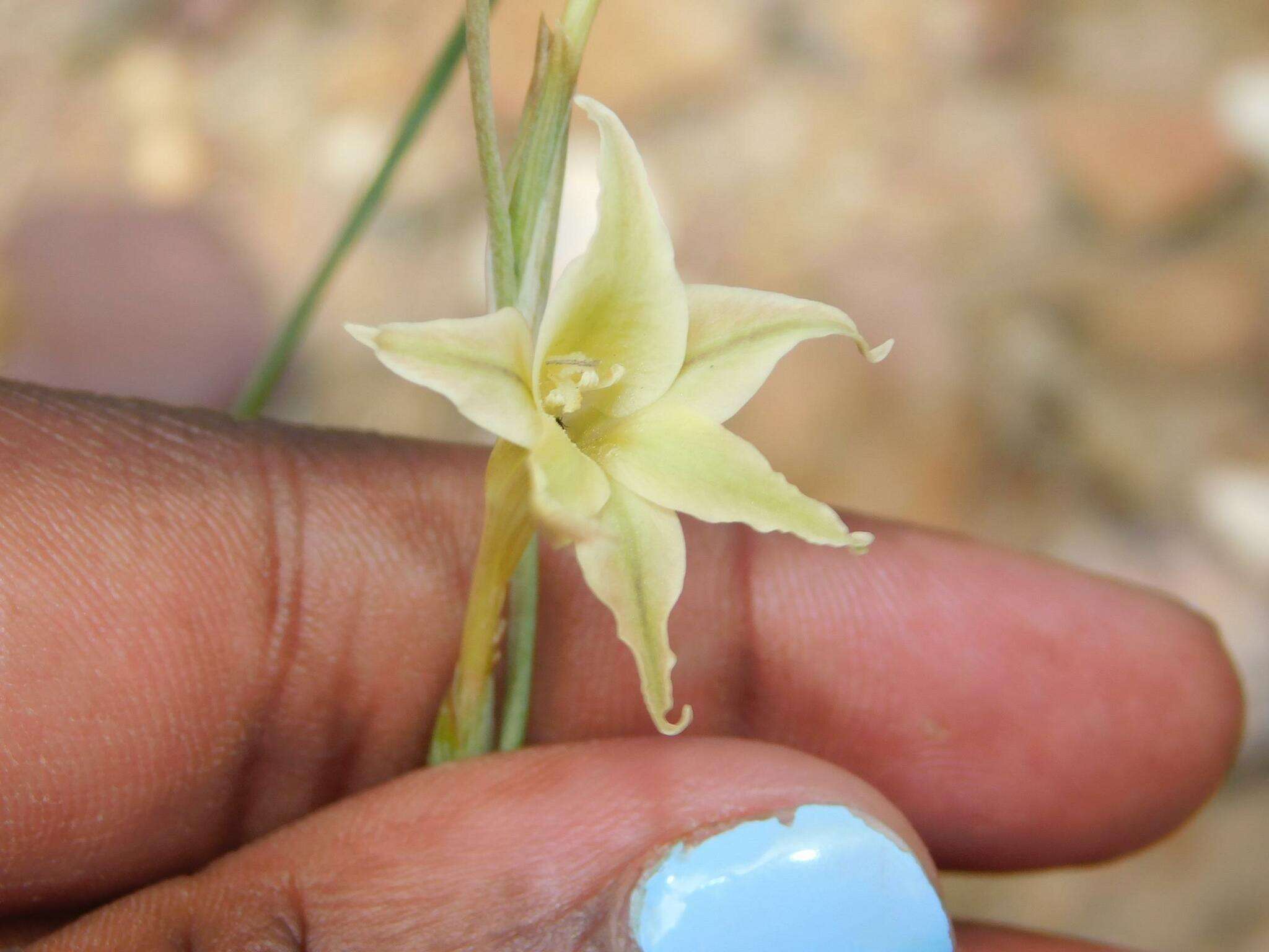 Image of Gladiolus acuminatus F. Bolus