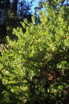 Image of whitehair manzanita