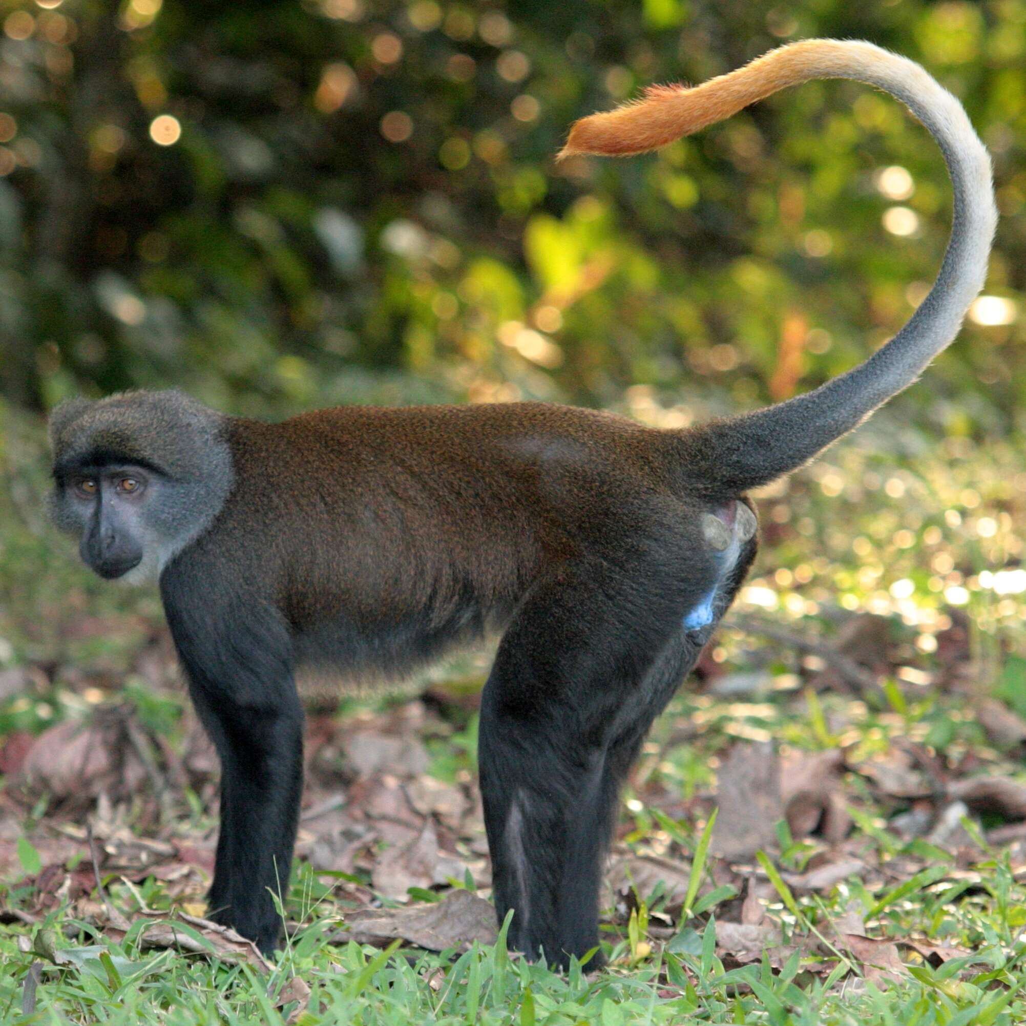 Image of Sun-tailed Guenon