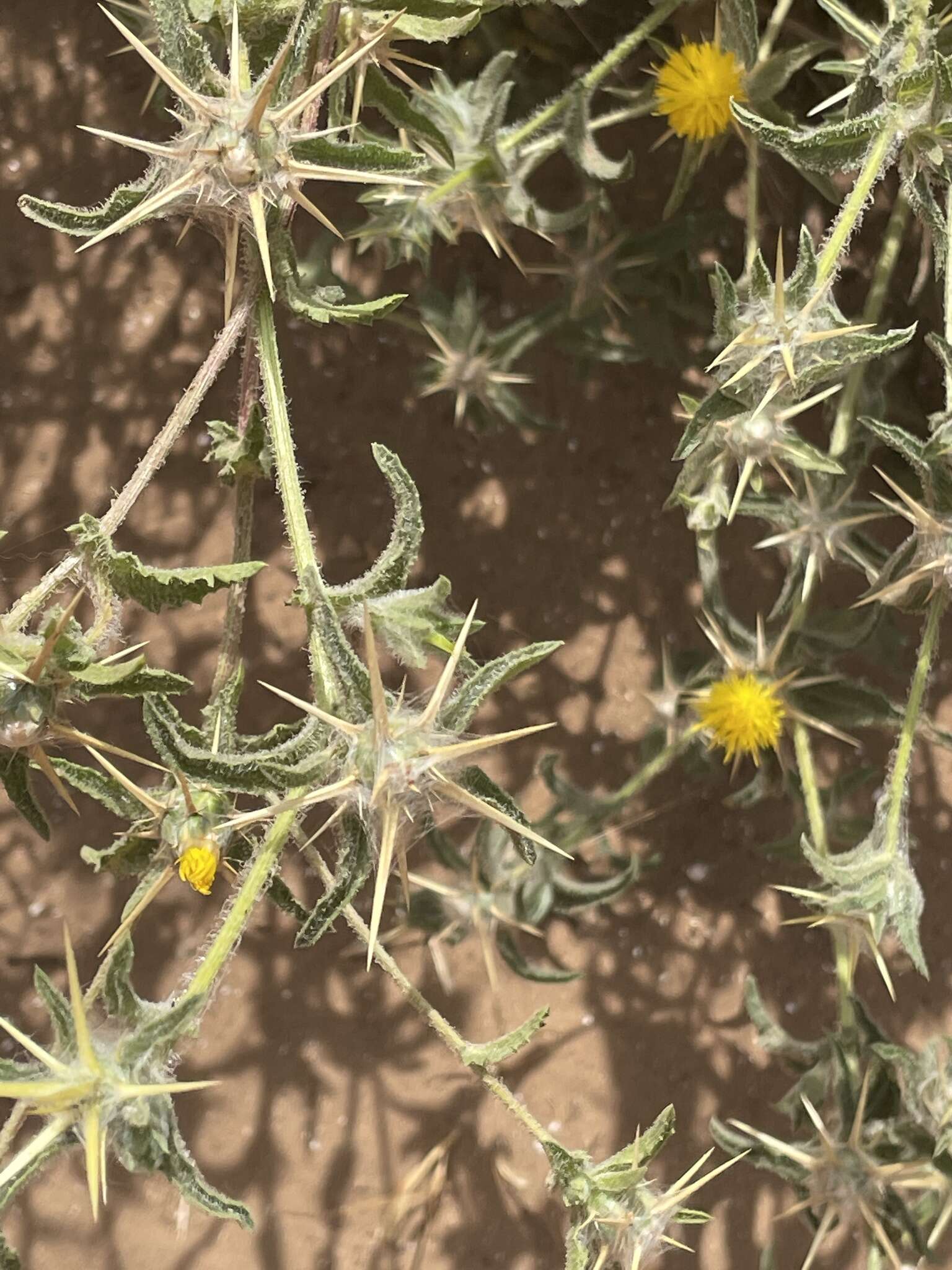 Image of Centaurea procurrens Sieb. ex Spreng.