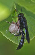 Image of Organ pipe mud dauber