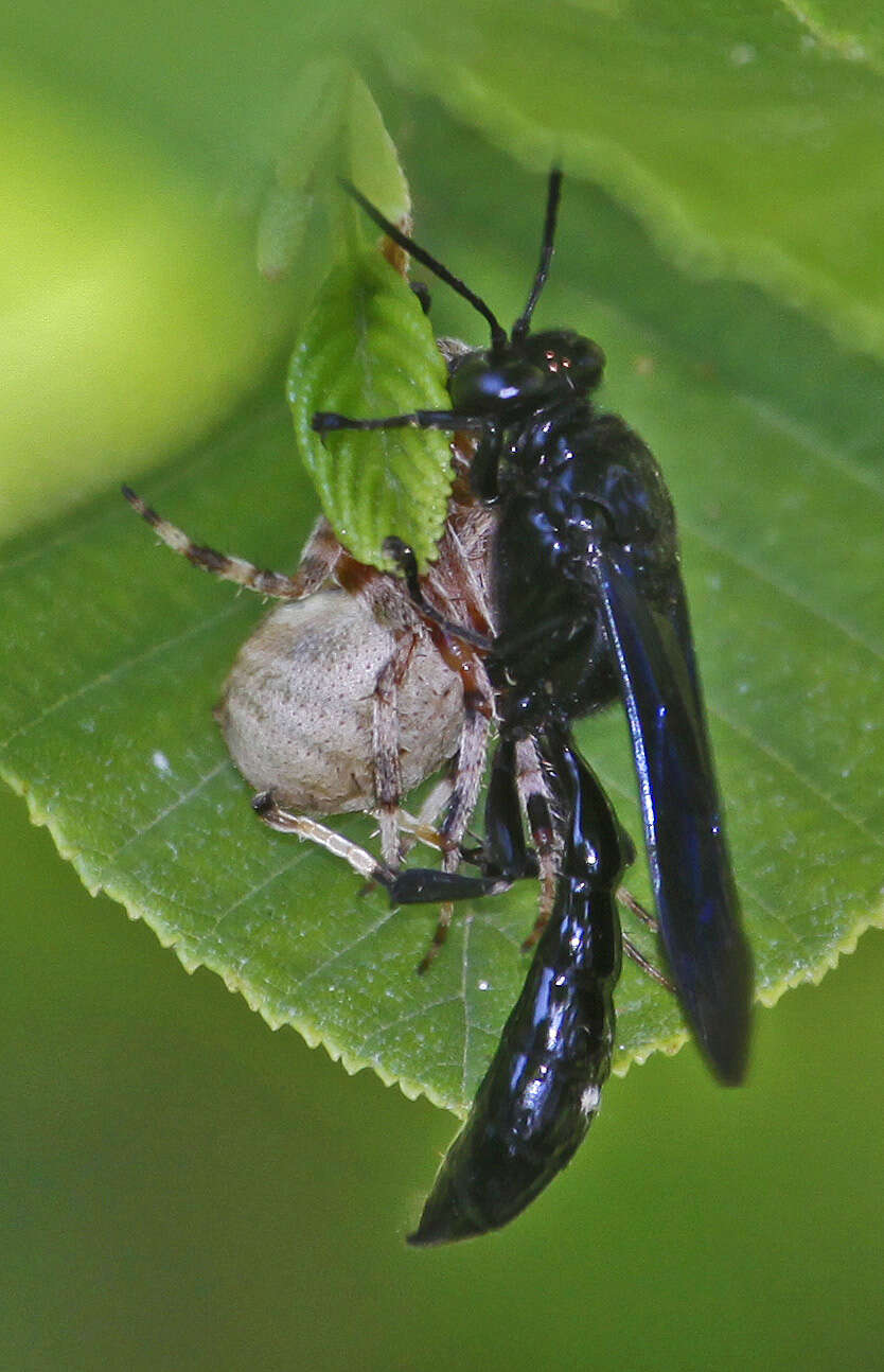 Image of Organ pipe mud dauber