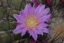 Image of Ferocactus haematacanthus (Muehlenpf.) Britton & Rose