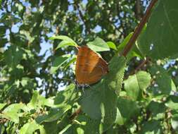 Image of Brown Hairstreak