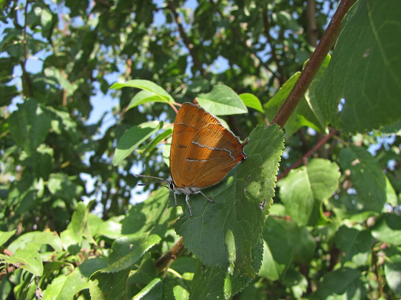 Image of Brown Hairstreak