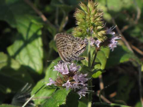 Image of Lang's Short-tailed Blue