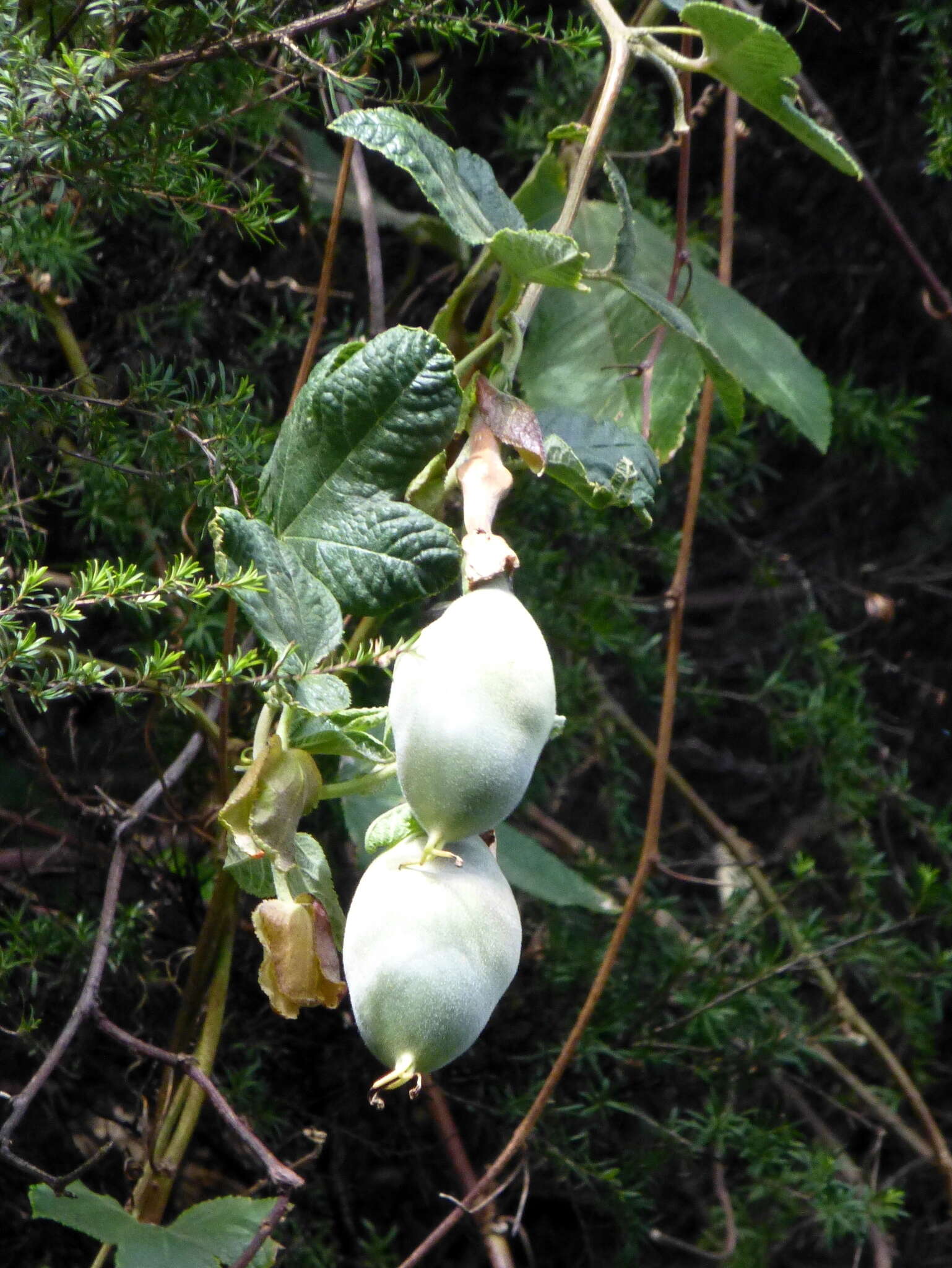 Image of Passiflora rosea (Karsten) Killip