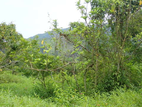 Image of Ficus hispida L. fil.