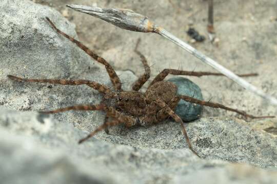 Image of Pardosa morosa (L. Koch 1870)