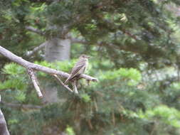 Image of Western Wood Pewee