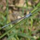 Image of Platycnemis kervillei (Martin 1909)