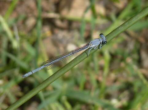 Image of Platycnemis kervillei (Martin 1909)