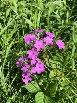 Image of smooth phlox