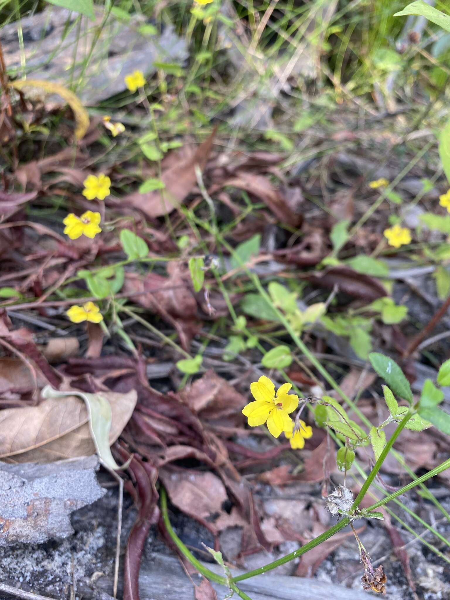 Image of Goodenia heterophylla subsp. eglandulosa R. Carolin