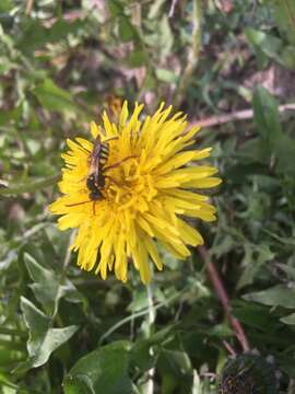 Image of Nomada fulvicornis Fabricius 1793