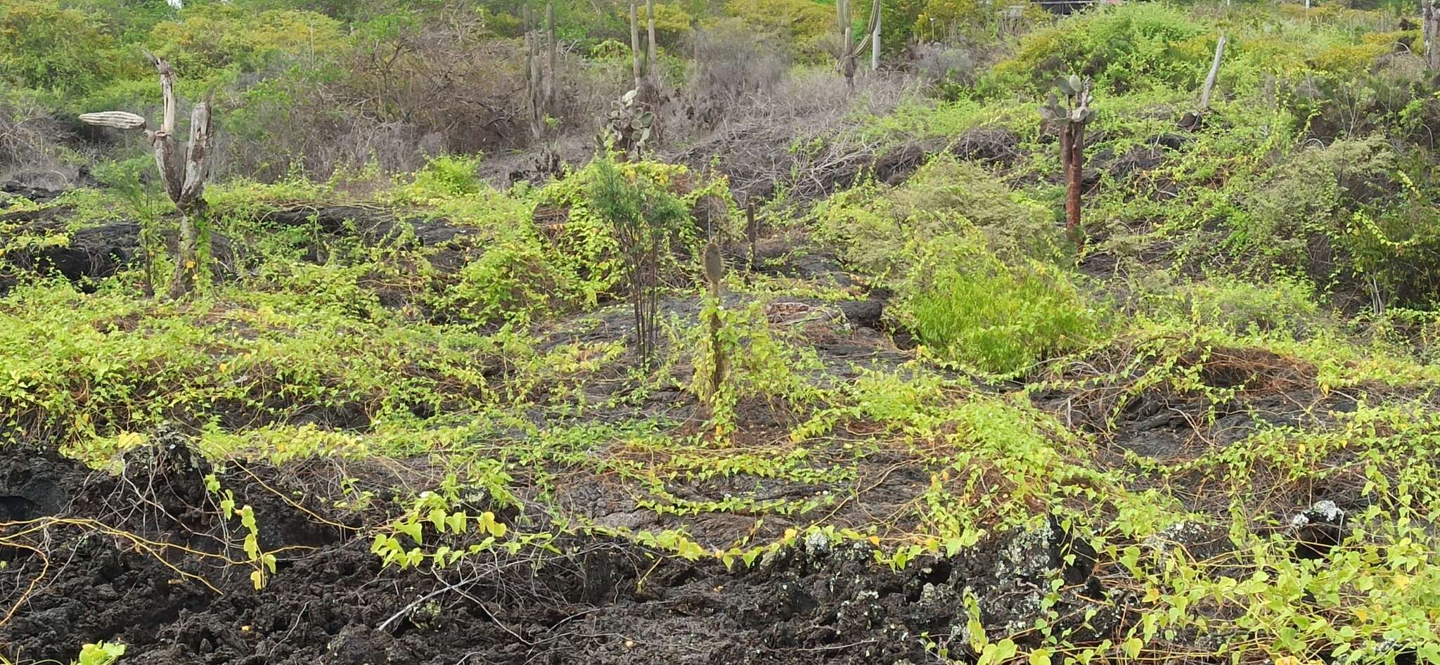 Image of fetid passionflower