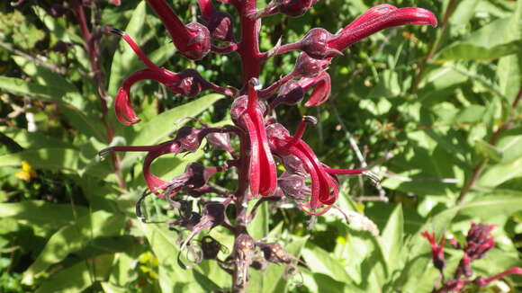 Plancia ëd Lobelia tupa L.