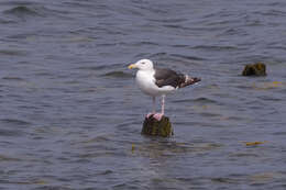 Image of Great Black-backed Gull