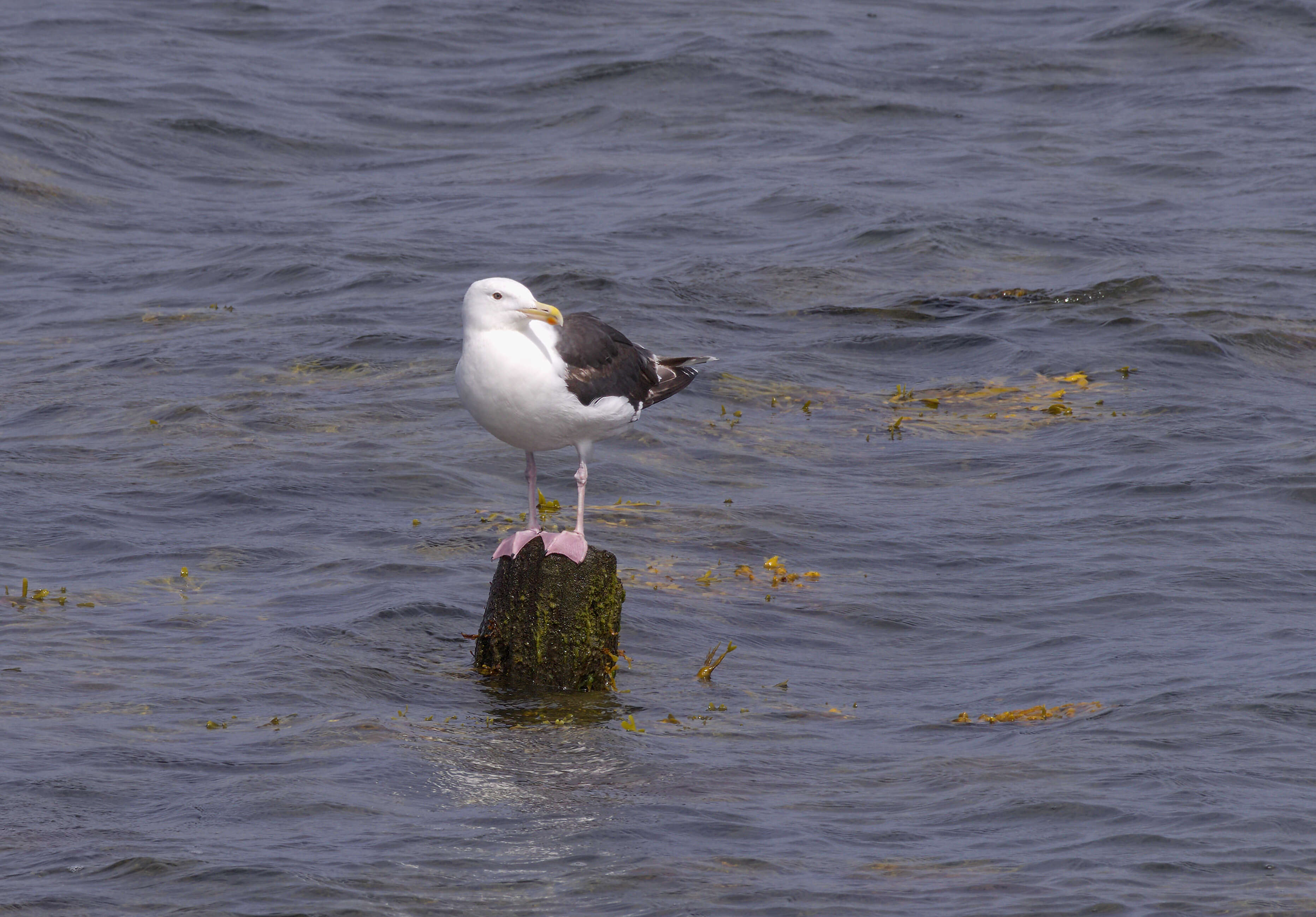 Image of Great Black-backed Gull