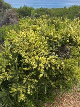 Acacia littorea Maslin的圖片