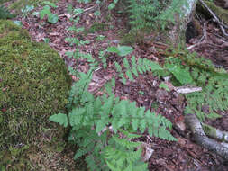 Image of upland brittle bladderfern