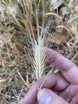 Image of smooth barley