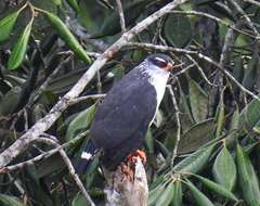 Image of White-browed Hawk