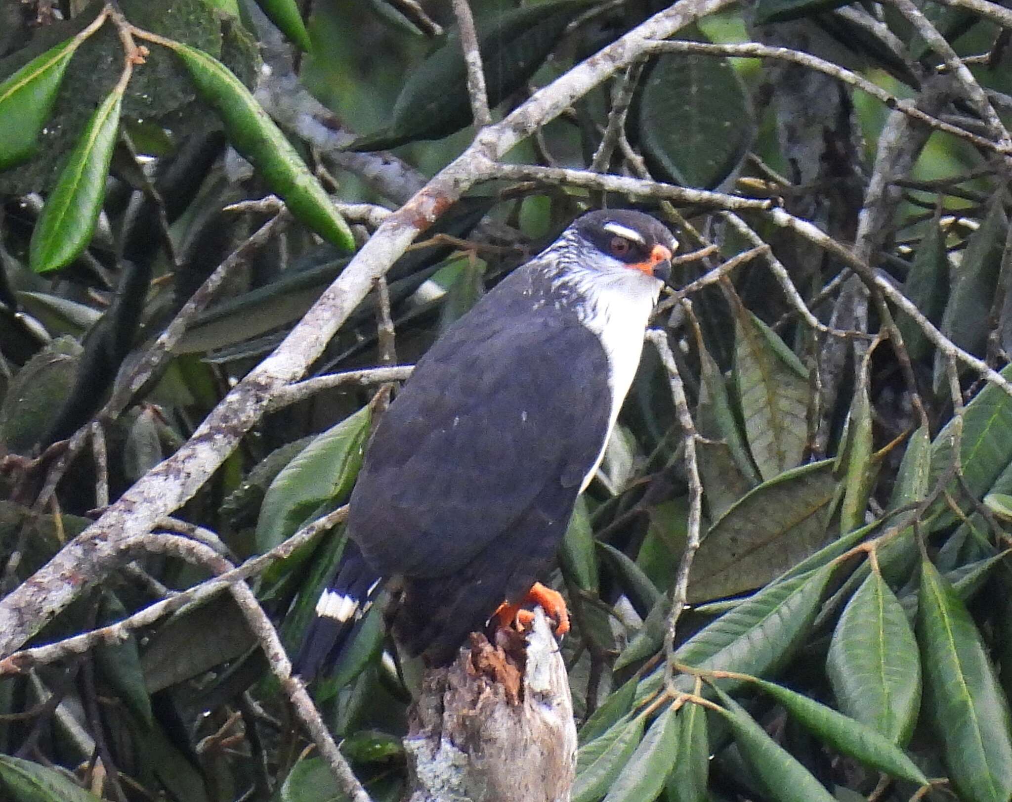 Leucopternis kuhli Bonaparte 1850 resmi