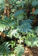 Image de Melianthus major L.