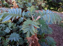 Image de Melianthus major L.