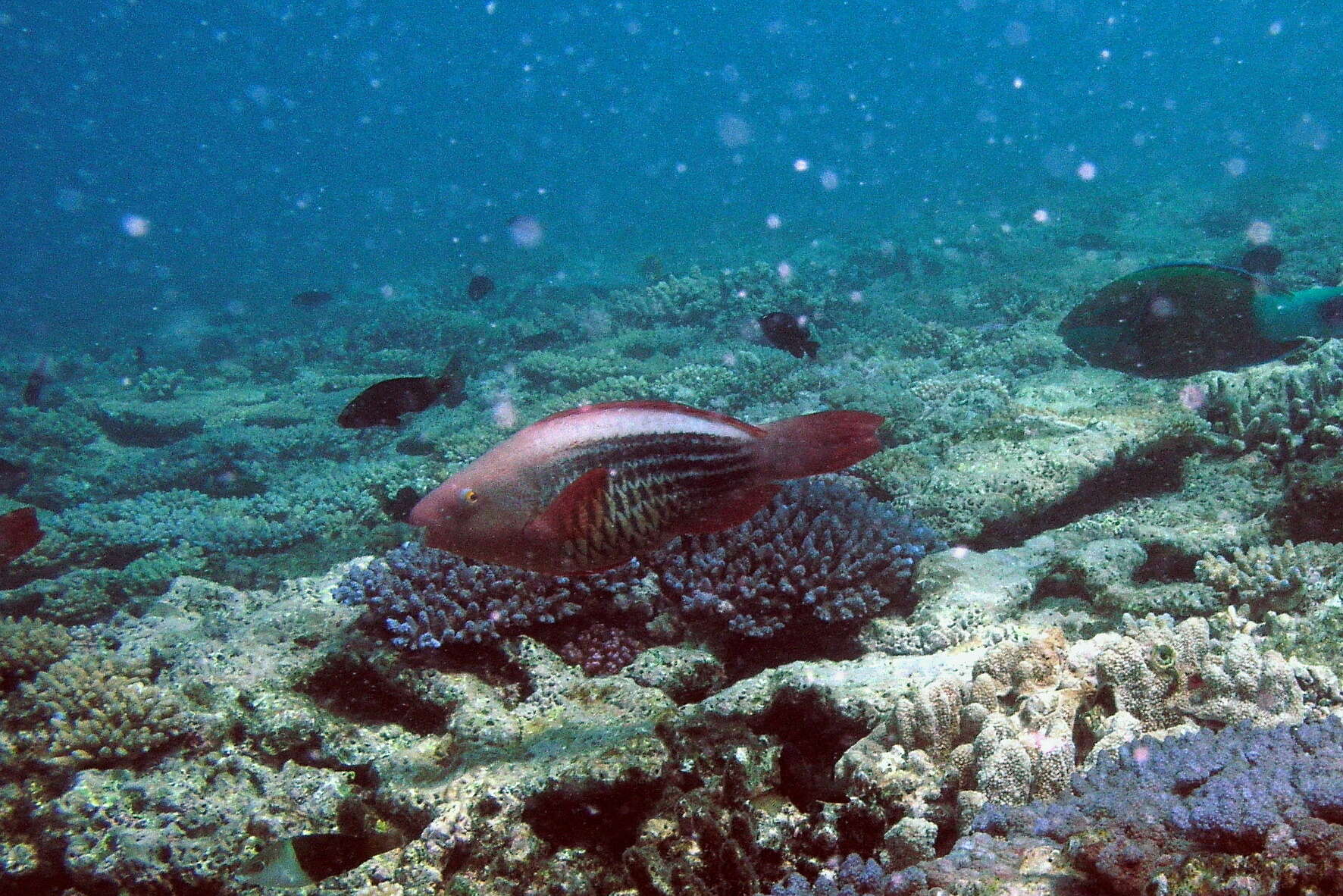 Image of Bridled Parrotfish