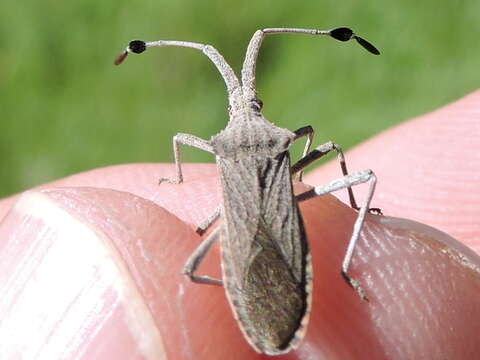 Image of Euphorbia Bug