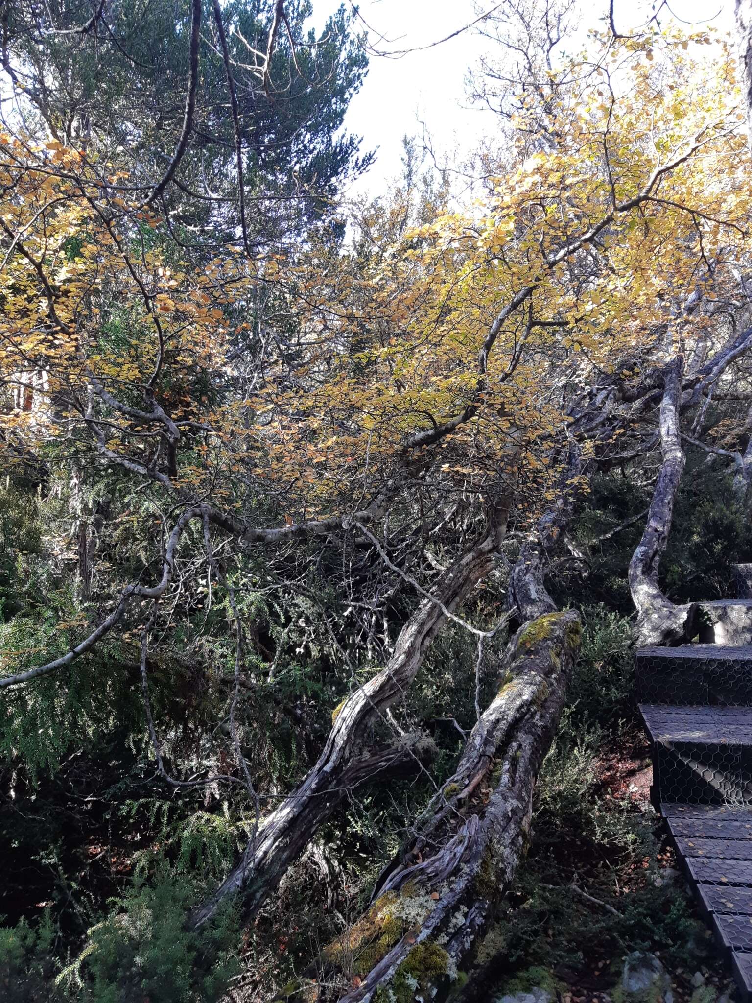 Image of Nothofagus gunnii (Hook. fil.) Oerst.