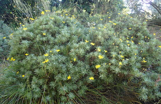 Imagem de Euryops pectinatus (L.) Cass.