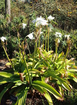 Image of Crinum moorei Hook. fil.