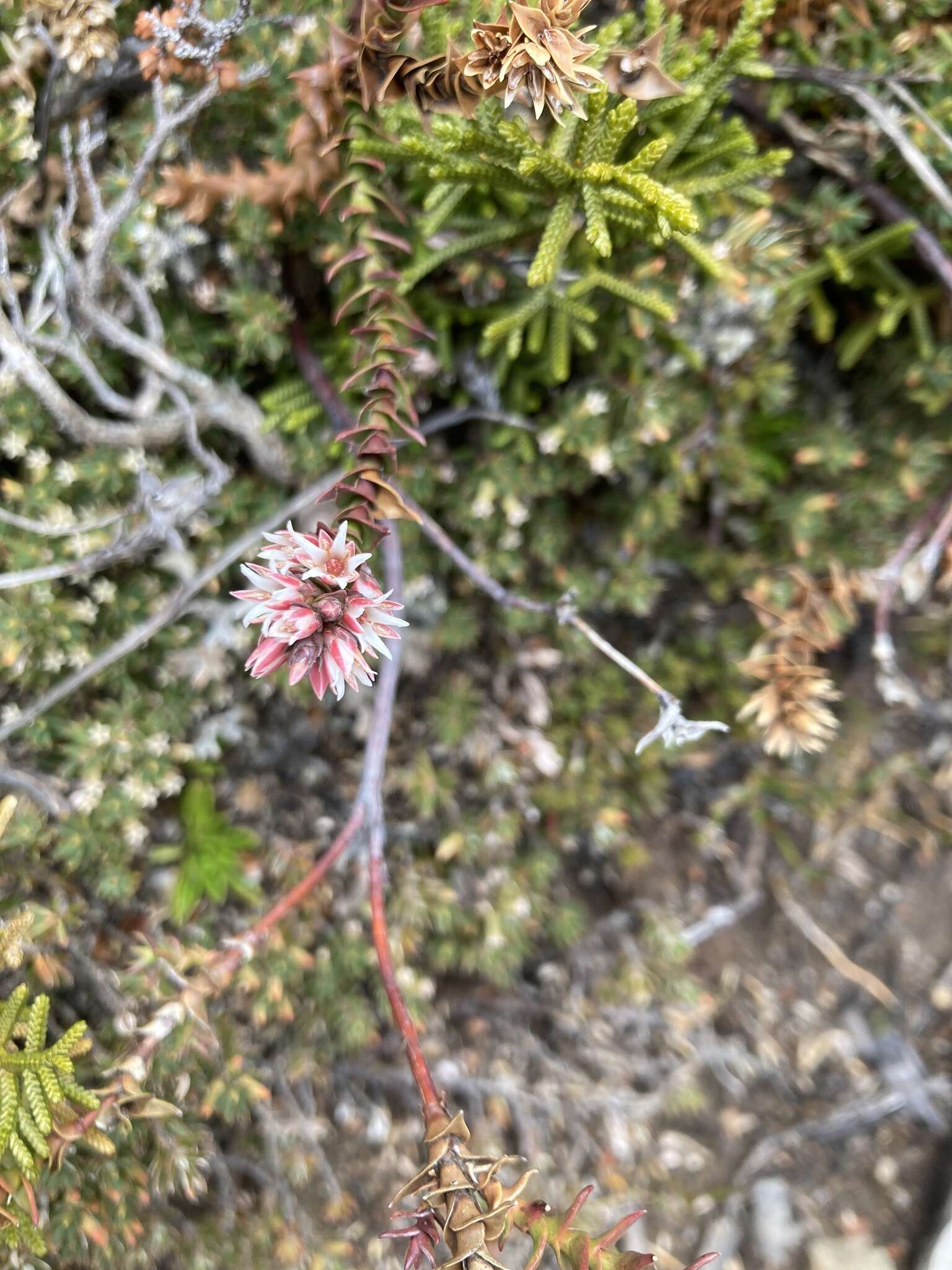 Image of Sprengelia montana R. Br.