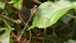 Imagem de Leptogomphus sauteri Ris 1912