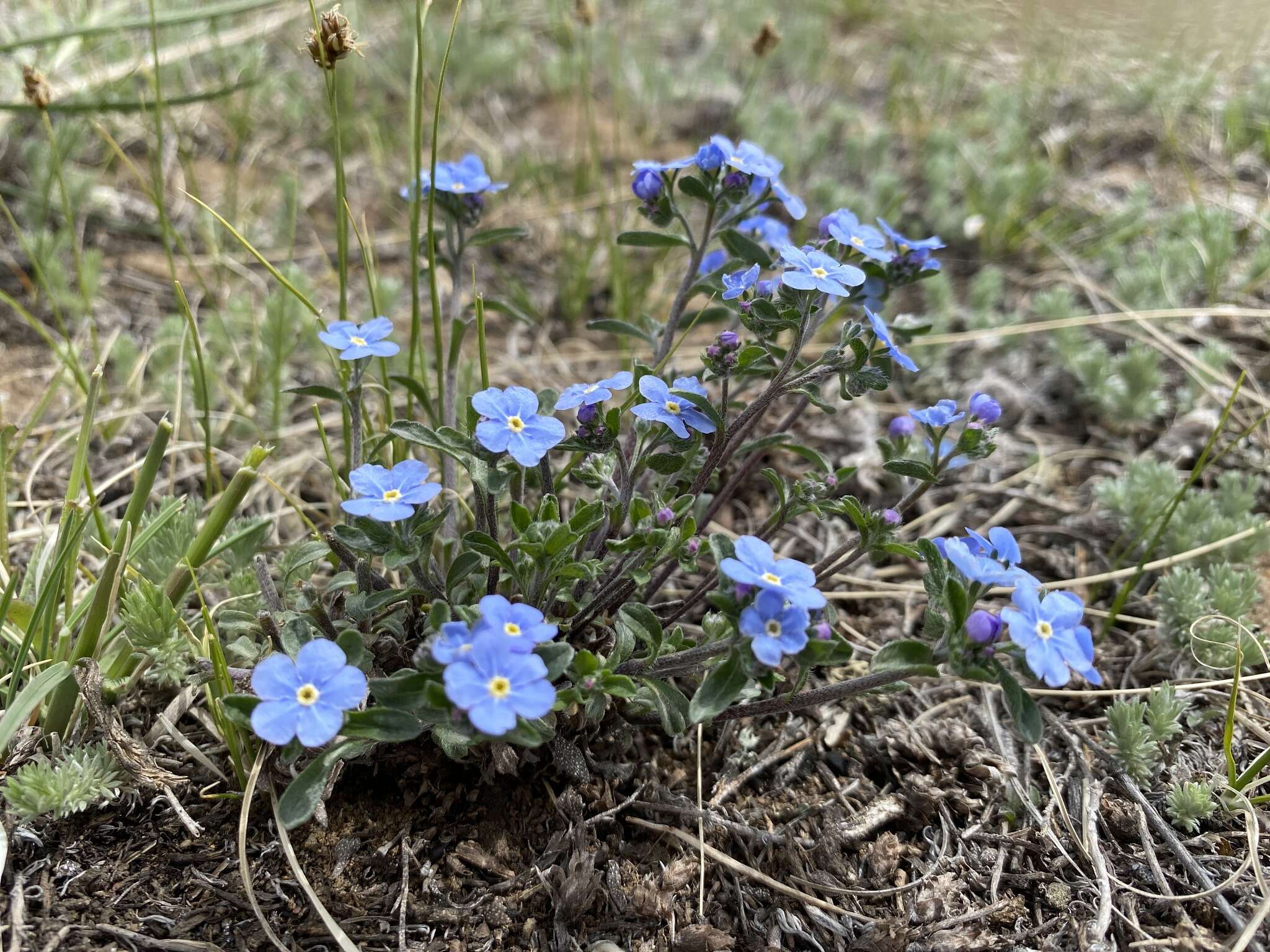 Plancia ëd Eritrichium rupestre (Pall. ex Georgi) Bunge