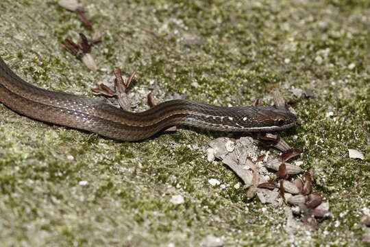 Image of Coniophanes fissidens (Günther 1858)