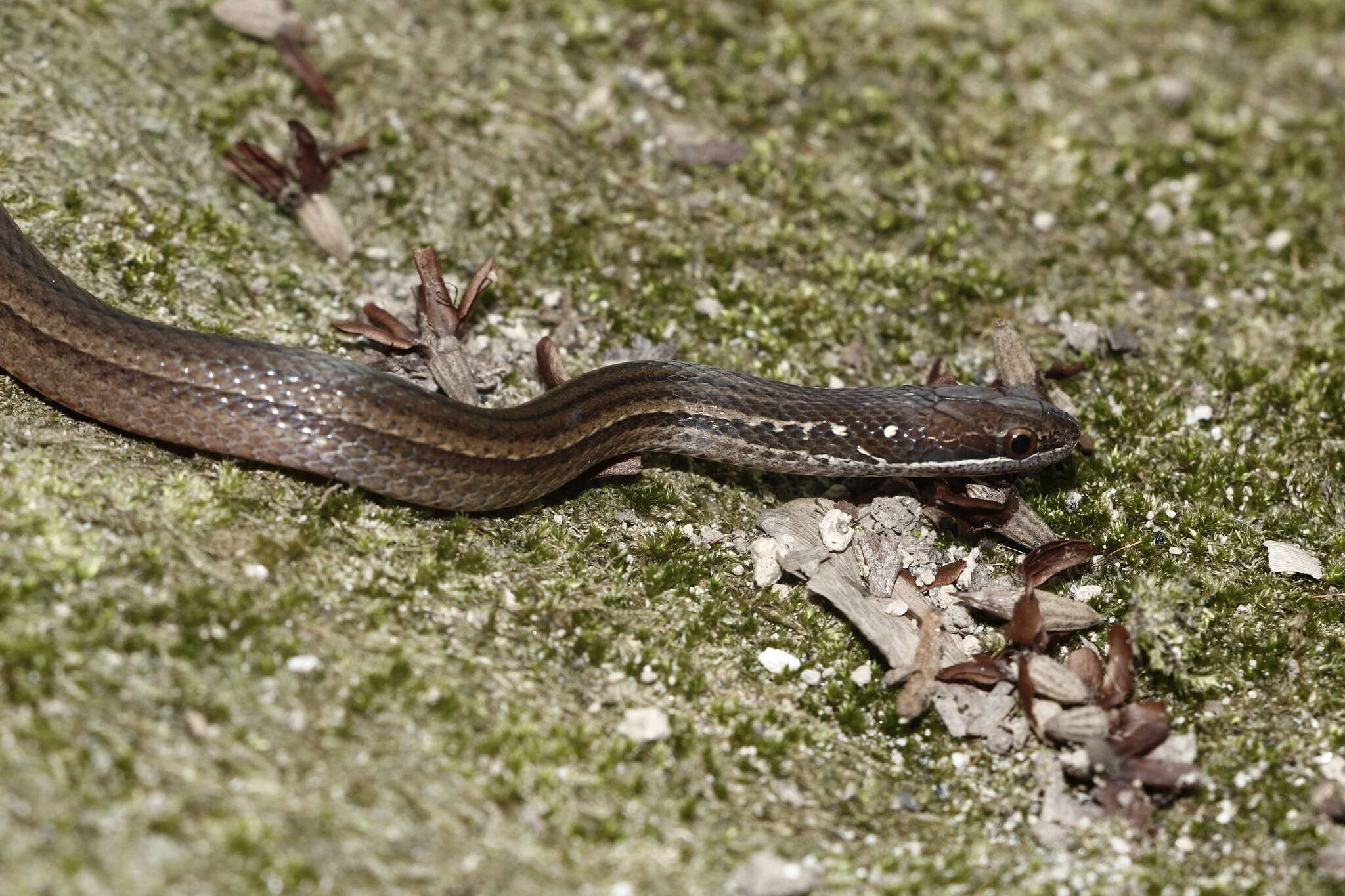 Image de Coniophanes fissidens (Günther 1858)