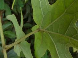Image of Stigmaphyllon palmatum (Cav.) A. Juss.