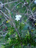 Sivun Veronica diosmifolia R. Cunn. kuva