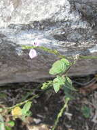 Image of Justicia breviflora (Nees) Rusby