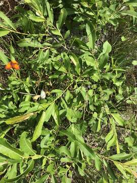 Image of prairie willow