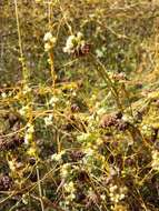 Image of Cuscuta campestris